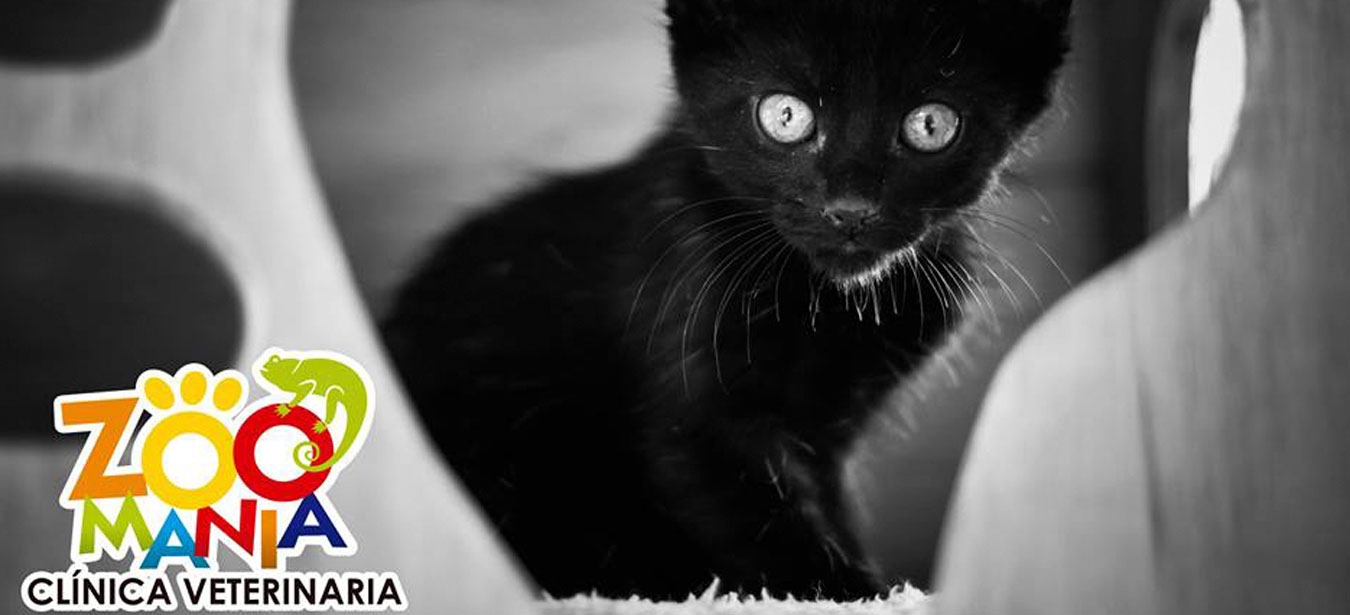 Adopciones